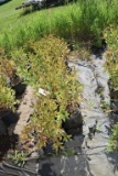 (8) Weigela Rumba