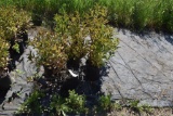 (8) Weigela Rumba
