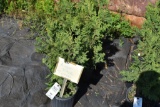 (7) Arbor Vitae Tunneys