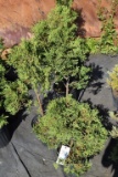 (6) Thuja Arbor Vitae Rosenthelii