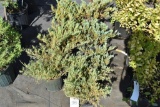 (7) Juniperus Compact Andorra
