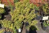 (13) Spirea Gold Mound