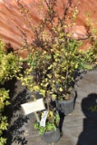 (5) Physocarpus Darts Gold