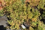 (9) Spirea Gold Flame