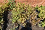 (8) Spirea Gold Flame