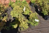 (14) Spirea Mertyann