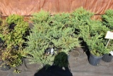 (9) Juniperus Horizontal Compact Andorra