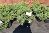 (8) Juniperus Horizontal Compact Andorra