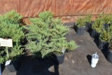 (7) Juniperus Horizontal Compact Andorra