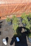 (5) Potentilla Mc Kays