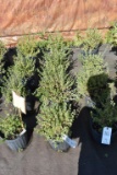 (4) Potentilla Mc Kays