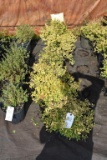 (6) Spirea Lemon Princess