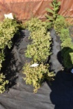 (6) Spirea Lemon Princess