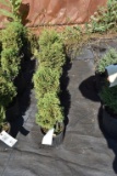 (4) Thuja Little Gem