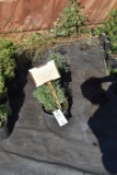 (2) Thuja Arbor Vitae Linesville