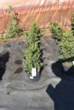(5) Taxus- Yew Taunton