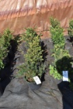(5) Taxus- Yew Taunton