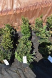(5) Taxus- Yew Taunton