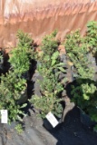 (5) Taxus- Yew Taunton