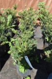 (5) Taxus- Yew Taunton