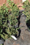 (5) Taxus- Yew Taunton