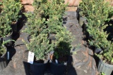 (12) Taxus- Yew Taunton