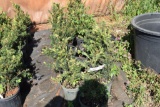 (13) Taxus- Yew Taunton