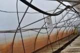 Approx.. 150' of hanging water hose with irrigation lines in 3 sections, located in GH 52