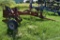Case IH 800 10 bottom flex plow on land draw bar hitch, coulters, missing one plow bottom,
