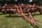 Sunflower Model 6211 Soil Finisher, 13', 5 Bar, Spike Arrow, SN:6290224