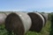 (4) Round Bales of Grass Hay Selling 4 x $