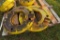 (2) John Deere 64KG Wheel Weights, selling 2 x $