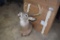 Whitetail Deer Shoulder Mount, 8 Point