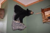 Half Body Black Bear Mount, with silver/gray hair on back