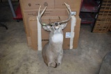 Whitetail Deer Shoulder Mount, 9 Point