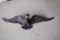Metal Eagle, 19'' Long
