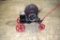 Hafa Hors, on hand pull steel wheel truck, kick start