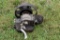 Associated Single Cylinder Gas Engine, Motor Free, Missing Some Parts