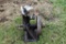 Standard Cream Seperator Gas Engine, Single Cylinder, Motor Does NOT Spin