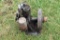 Standard Cream Seperator Gas Engine, Single Cylinder, Motor Does NOT Spin