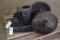 Sattley, 1 1/2 HP, 550 Speed, SN 72177, Wico Mag
