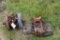 Maytag Single Cylinder Gas Engine, Dual Flywheel, Motor Does NOT Spin