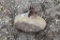 Vintage Concrete Windmill Weight
