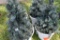 (4) Decorative Lit Christmas Trees, 32