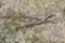 (2) Log Chains, 12' And 7'