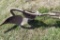 International Pull Type One Bottom Plow With Coulter