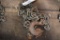 Log Chain 8ft two hooks