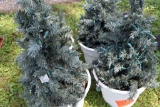 (4) Decorative Lit Christmas Trees, 32