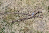 (2) Log Chains, 12' And 7'