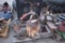 Misc. Metal Pieces Including Trike, Gas Can, Yard Tool Ends And Wooden Pulley
